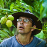 Curator of tropical fruit, Richard Campbell, mesmerized by a mango at the University of Florida, Tropical Research and Educational Center.