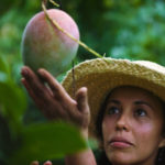 Curator of tropical fruit, Noris Ledesma, tenderly caressing a mango at the University of Florida, Tropical Research and Educational Center.