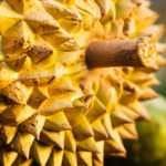 Durian fruit, up close.