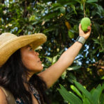 Curator of tropical fruit, Noris Ledesma, picking a mango at the University of Florida, Tropical Research and Educational Center.